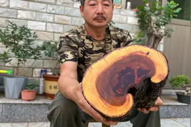 老李特别收藏的一段极品雷击木，居然出现了牡丹变异红，一色难求视频封面