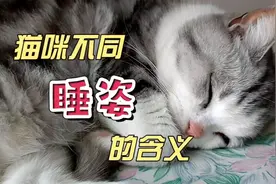 解读猫咪不同睡姿的含义，看看你家猫咪有哪几种呢？