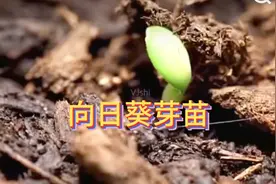 向日葵种植就这么几步，你会感觉收获满满的成就！视频封面