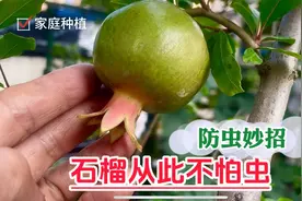 家庭种植石榴防虫妙招，抓把园土不喷农药就可吃上绿色环保的果子视频封面
