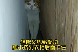 猫咪又开始练缩骨功，挤到衣柜后面卡住了！太胆小了吧！视频封面