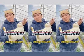 这个兔子居然吃我们家的草莓视频封面