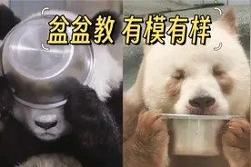 盆盆教的虔诚教徒们 这是在念经做法吗？有模有样的视频封面