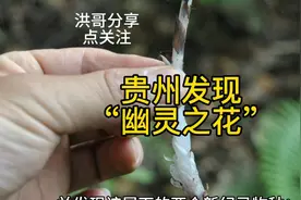 贵州发现“幽灵之花”！视频封面