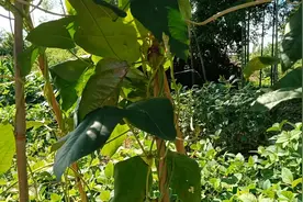 豆角结完以后不要直接拔掉，然后把老叶子，杆子打掉视频封面