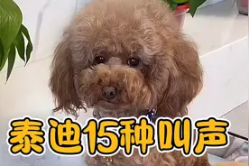 泰迪叫声代表什么？泰迪犬的15种叫声，快来看看吧！
