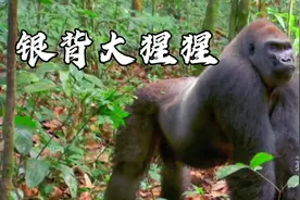银背大猩猩是最强最大的类人猿，据说它能单挑老虎和雄狮视频封面