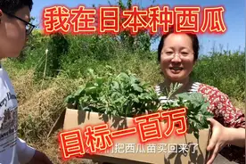 淳妈日本种西瓜，今年挑战卖西瓜赚100万，淳淳干劲十足视频封面