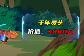 深山挖宝发现千年灵芝，价值3000万！视频封面
