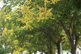 栾树你认识吗