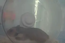 喂仓鼠吃无糖酸奶视频封面