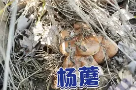 杨树下的杨蘑，黄色的蘑菇也叫油蘑。有杨蘑了地扣也快出了。