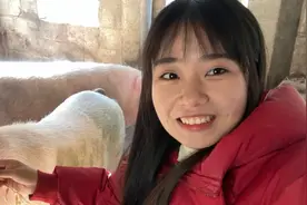 大姨养的猪太漂亮了，又高又大，一头将近500斤，8个大汉抬都吃力