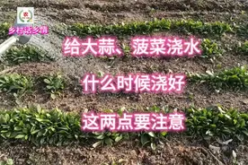 给大蒜、菠菜浇水，什么时候浇合适？这两点要重视，不能不意视频封面