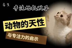 蛋黄专注地抓蚊子：动物的天性与专注力的启示