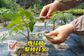西红柿苗多大开始整枝？留单枝还是双枝？哪个产量高