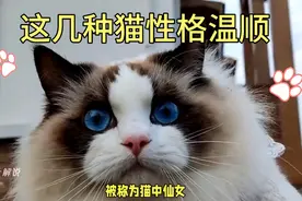 哪些猫咪性格温顺你都知道吗？宠物猫咪该如何选择？