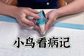 带小鹦鹉去宠物医院看病，全程乖巧配合不哭不闹视频封面