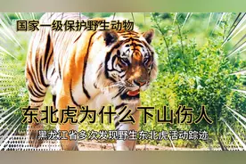热点：黑龙江东北虎下山扰民伤人，为什么还被列为国家保护动物？
