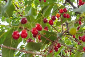 🍒樱桃、樱花果傻傻分不清视频封面