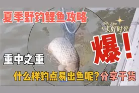 夏季野钓鲤鱼攻略，什么样钓点易出鱼呢？这样选绝了视频封面