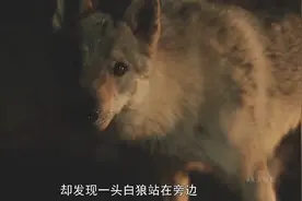 士兵与狼视频封面
