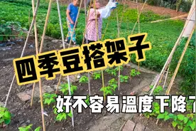 立秋后种了两茬四季豆，搭架都完成，期待结更多的荚。视频封面