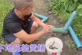 老罗在鱼塘边下地笼装黄鳝，这样的装法看看一个早上收获多少条？视频封面