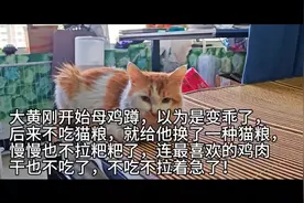 猫传腹治疗经验总结