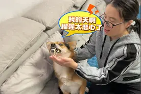 主人吃榴莲却惨遭狗狗嫌弃，当主人把榴莲塞狗嘴巴后，你们都别笑视频封面