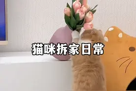 养猫劝退指南，原来猫咪拆家这么厉害！