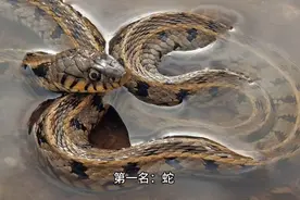 属蛇聪明，属猴精明，十二生肖智商排行榜，太准了视频封面