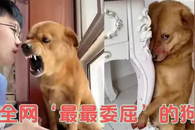 全网最委屈狗小胖，被骂时用眼神回应融化网友的心，真是生无可恋视频封面