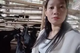 厌倦了城市的生活，那就来跟我养羊吧，包吃包住没工资，你来吗？视频封面