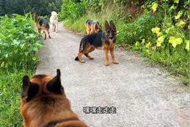 五条德牧一条阿拉斯加都出来放羊了，拉克被母老虎打了