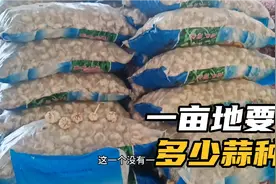 想种蒜的朋友们该备蒜种了，一亩地需要多少斤蒜种，听老四怎么说视频封面