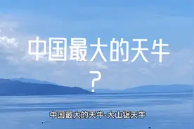 中国最大的天牛？视频封面