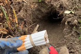 小伙拿“香烟”点燃熏进老鼠洞，下一秒老鼠四处乱跑，大刺了视频封面