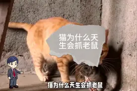 猫为什么天生会抓老鼠视频封面