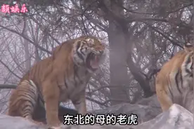 东北的母老虎征战韩国虎园，东北虎达莱！请叫它钮钴禄达莱！视频封面