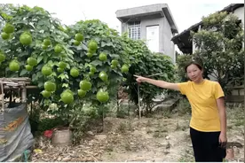 260元买了一株果树苗，一年后挂果量惊人，云南老板果然没骗人视频封面