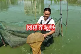 湖南娄底大叔两个平方的网箱，放三斤泥鳅养三个月，今天揭晓答案视频封面