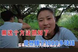 全家出动捉知了，用了这个方法，一晚上100多只，实在是太过瘾了