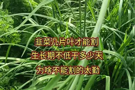 韭菜长到几片叶才能割？生长期不低于多少天？随便割只能越长越细视频封面
