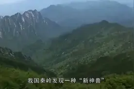 秦岭深处发现神秘生物，引发探险热潮！视频封面