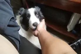 萌宠互动瞬间，黑白牧羊犬与主人的温馨时刻。🐾💕视频封面