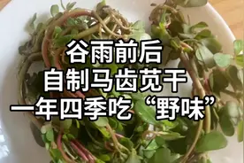 谷雨前后自制马齿苋干，一年四季吃“野味”！视频封面