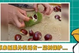 板栗：我已经进化出刺了，还没能逃过人类的嘴....视频封面
