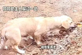亡犬复活救主，奇迹发生在除夕夜视频封面
