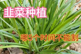 韭菜5不割，越长越粗壮，哪5个时期不能割韭菜呢？赶快学学吧视频封面